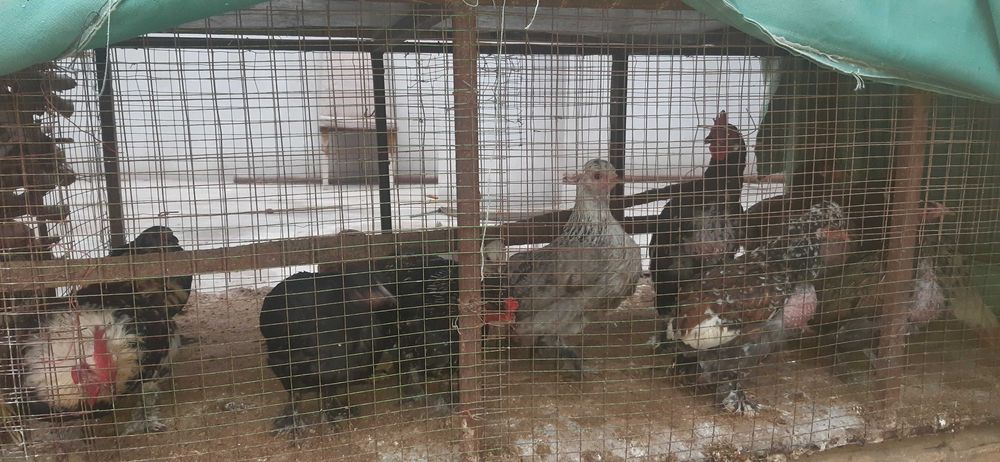 Yapon tovuqlar sotiladi