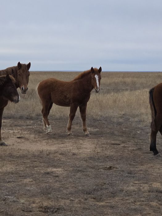 Полутяж еркек  жабагы сатылады
