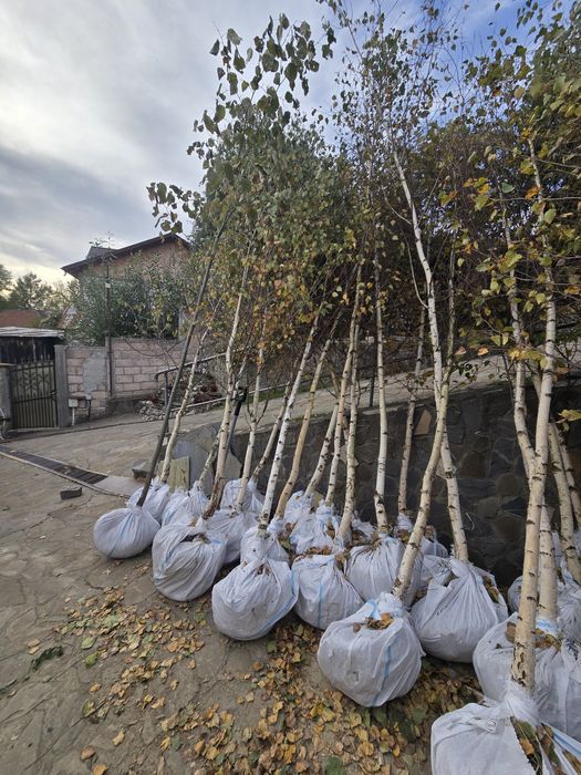Arbori ornamentali