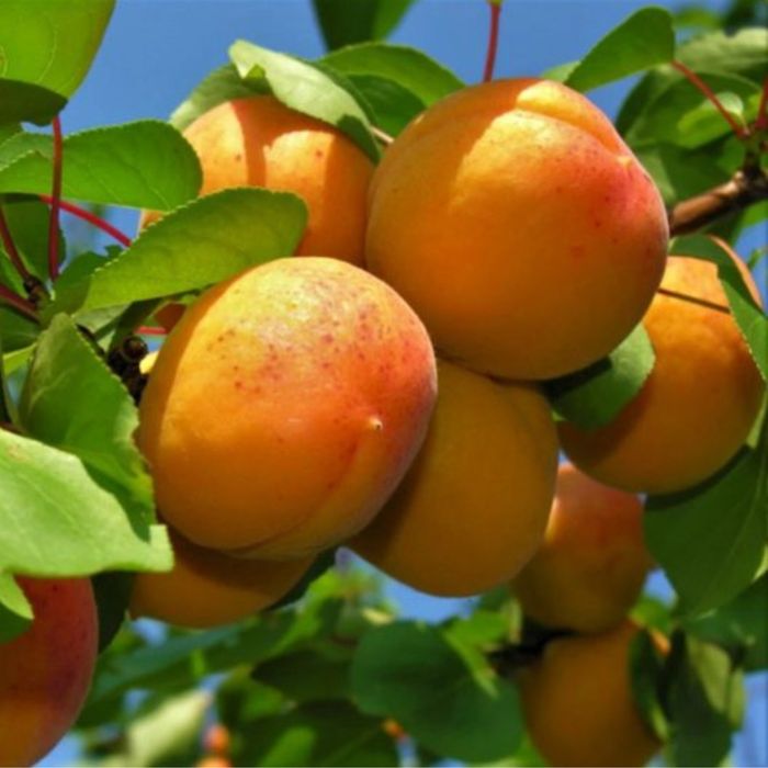 Pomi Fructiferi La GHIVECI (Cais )