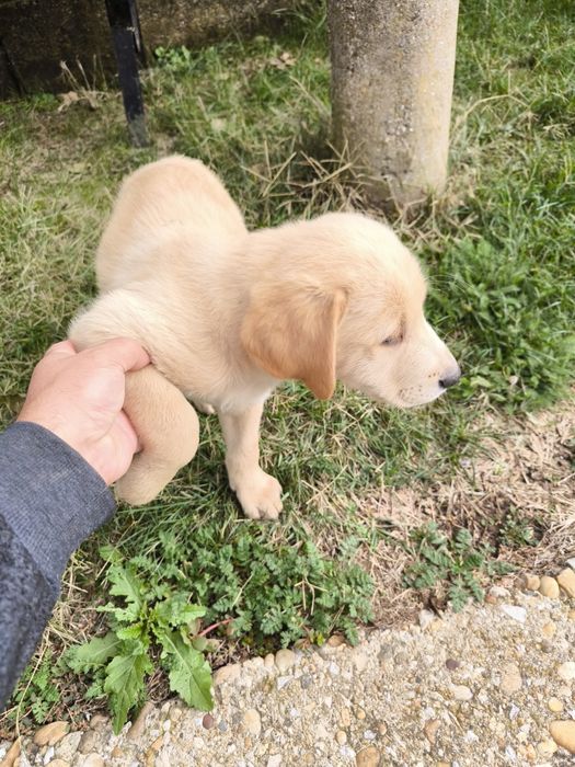 Лабрадор Редривър