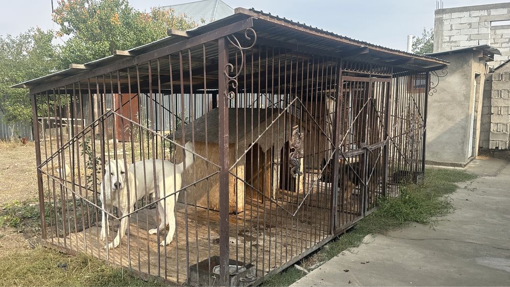 Большой вольер для двух собак