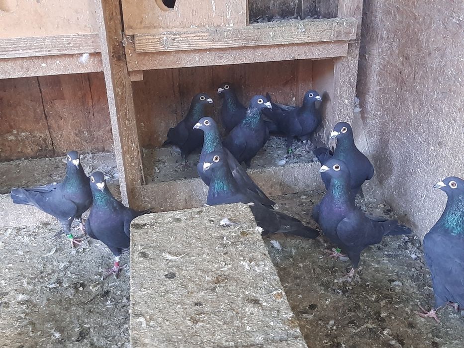 Vand porumbei voiajori