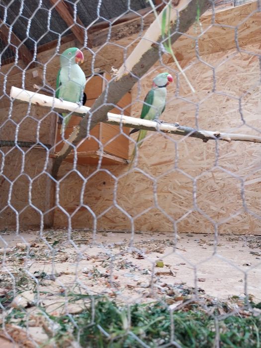 Pereche Marele Alexandru  matură