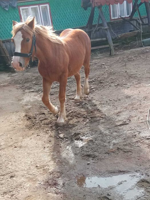 De vânzare mânză în vârstă de 5 luni