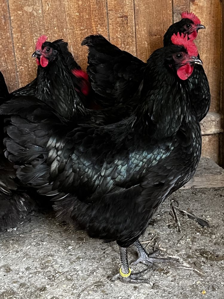 Gaini rasa australorp de vanzare