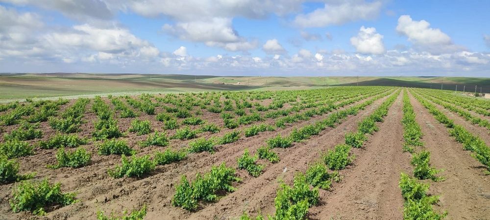 5 yillik tokzorlarimiz srochna sotiladi hosilga kirgan qora uzum