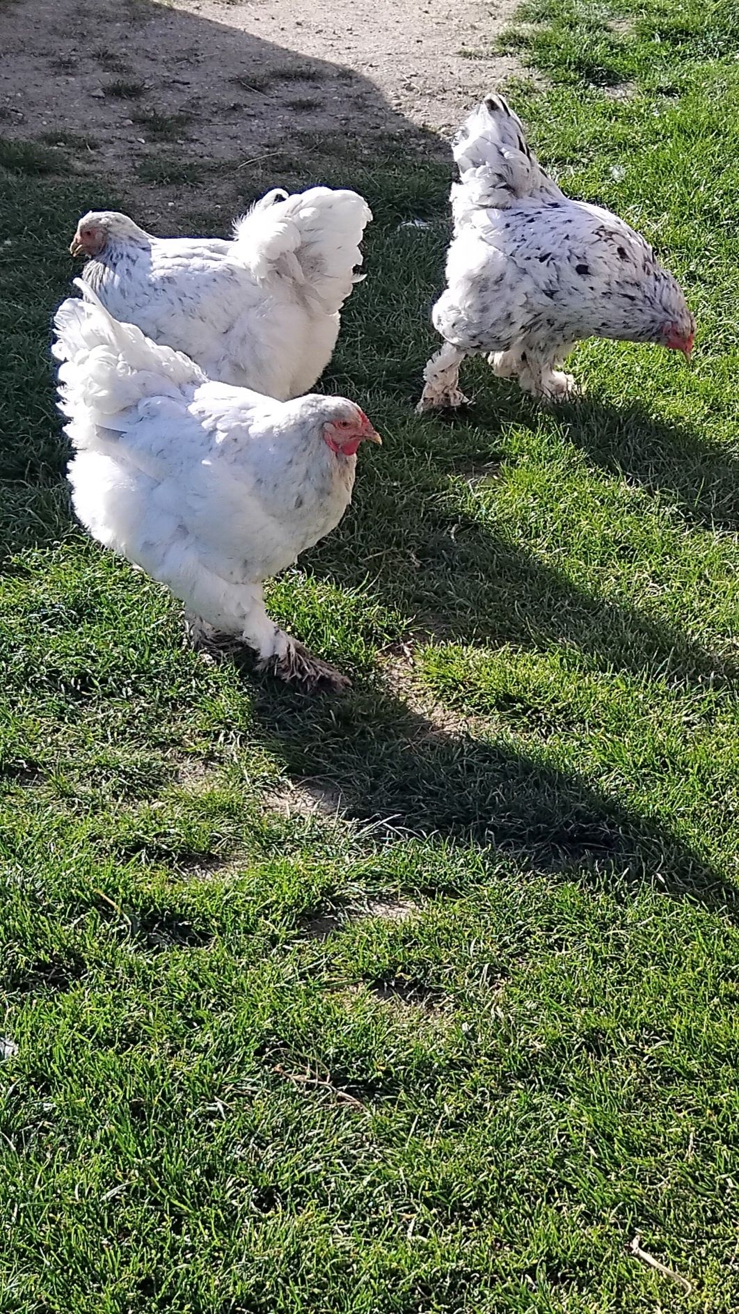 Vând familie brahma albastru 4 gaini și un cocoș,și 2 albe din imagin