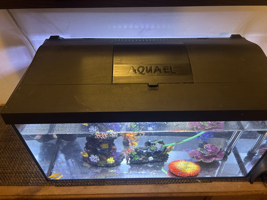 Acvariu Aquael 70L, cu accesorii si pesti