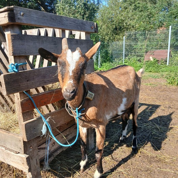 Capră cu iediță de vanzare !