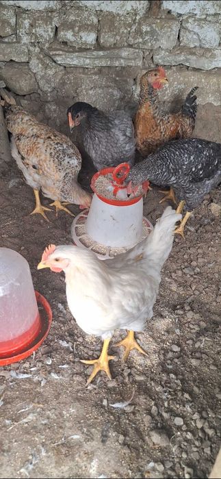 Продавам петли кокошки