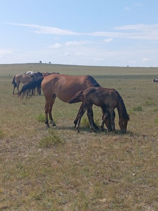 Жабагы ургашы               .