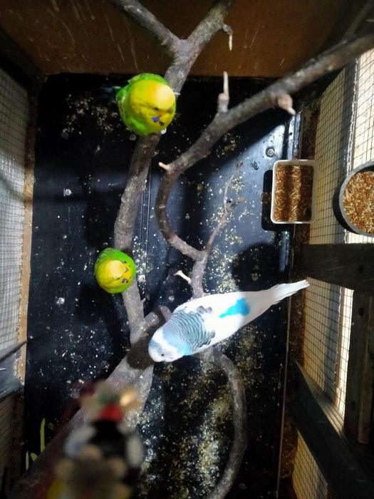 Попугай волнистый