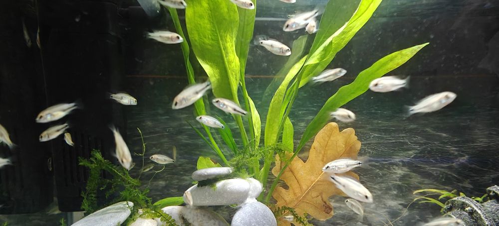 Африкански цихлиди Jewel fish