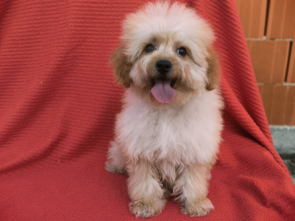 Vand fetita Goldendoodle mini