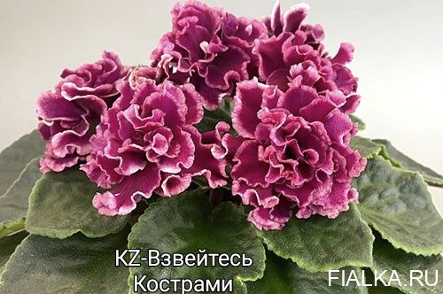 Детки фиалок сортовых