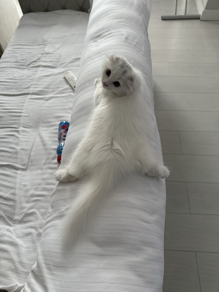 Продается котенок