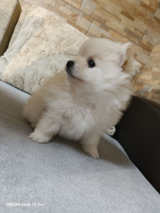 Продавам пумерани