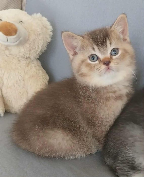 Pisicute puiuti british