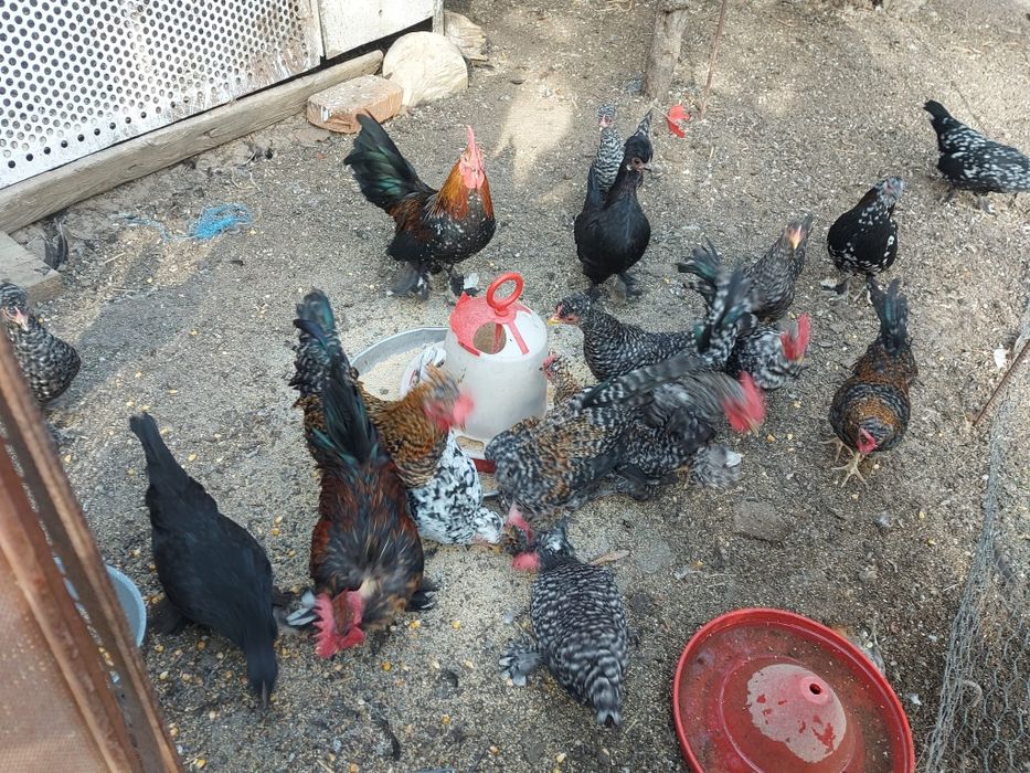 Vând cocoșei pitici