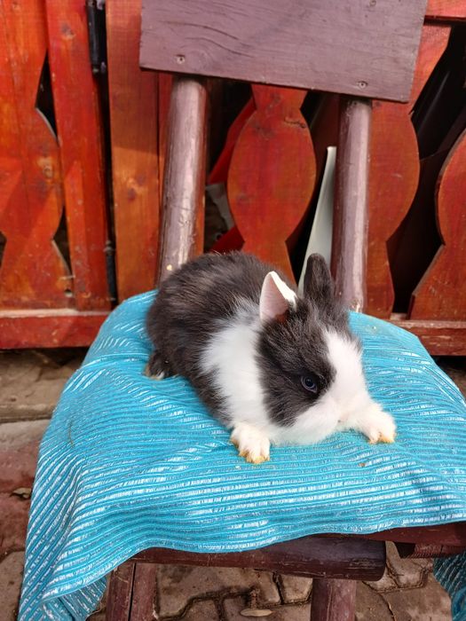 Iepurași pitici colorati