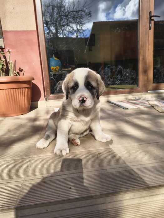 Ciobanesc de Asia Centrala(Alabai)