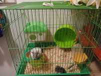 Hamsteri ,Papagal