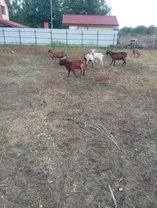 Țap și capre de vanzare