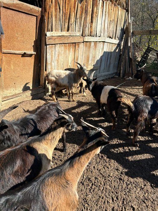 5 Capre și 5 Țapi de vânzare