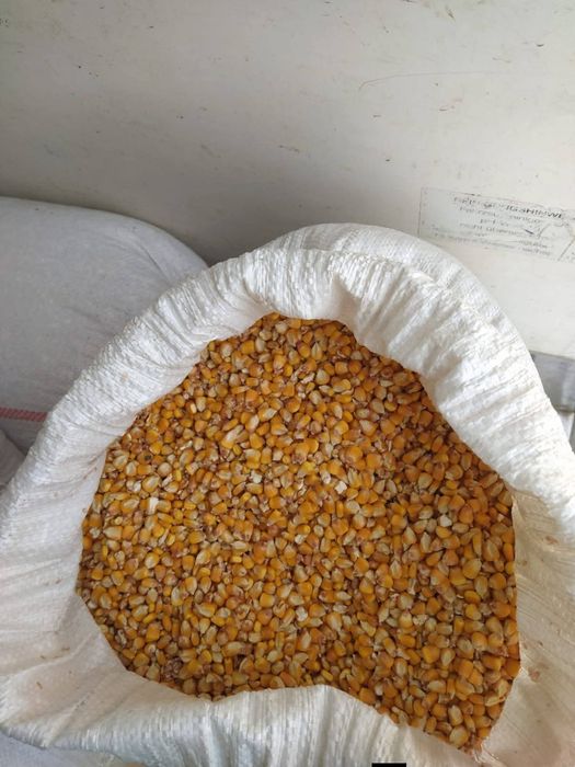 Vând porumb, la nevoie asigur transport