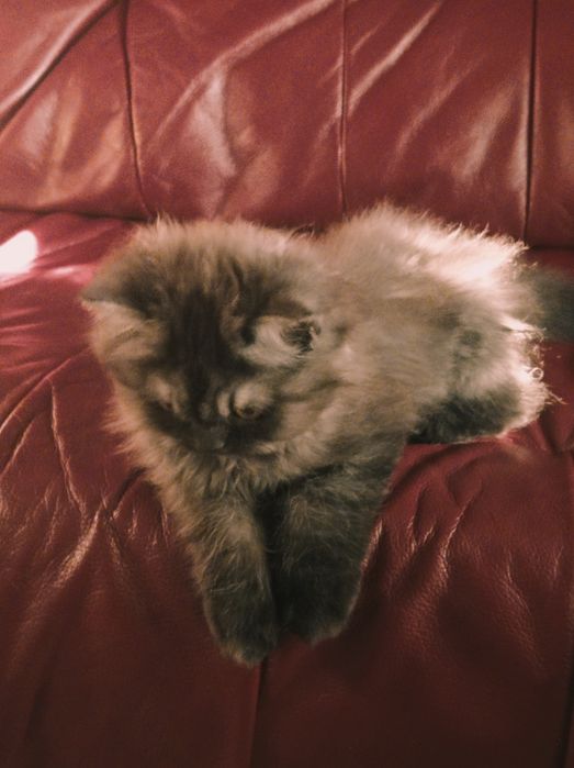 Мъжко персийско коте продавам