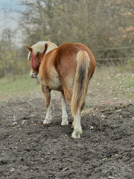 Vand manz de un an jumatate