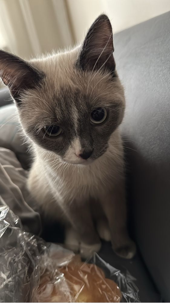 Кот Сиамский ласковый, Кокос
