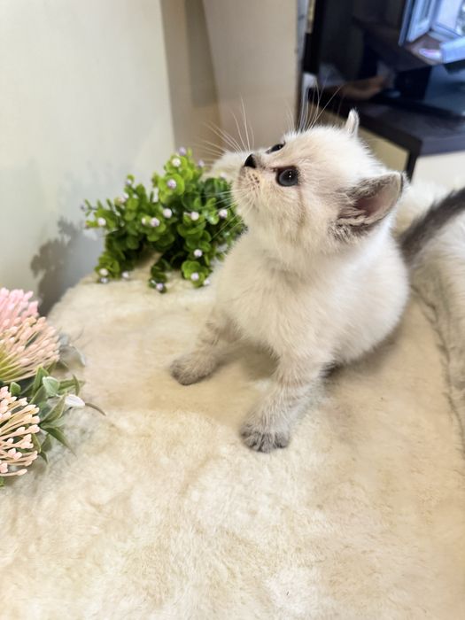 Колор пойнт, голубоглазый мальчишка