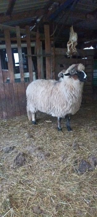 Disponibile 2 cârlane superbe