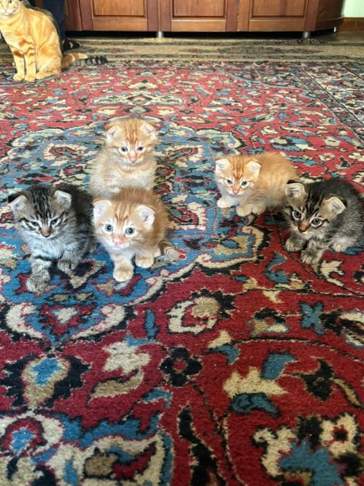 Котята шотландские