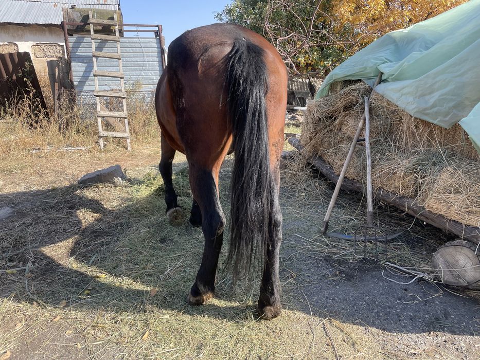 Жылқы  сатам продам кобылу