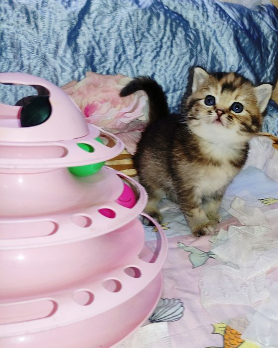 Продается шикарный котенок тикированная шиншилла, девочка.