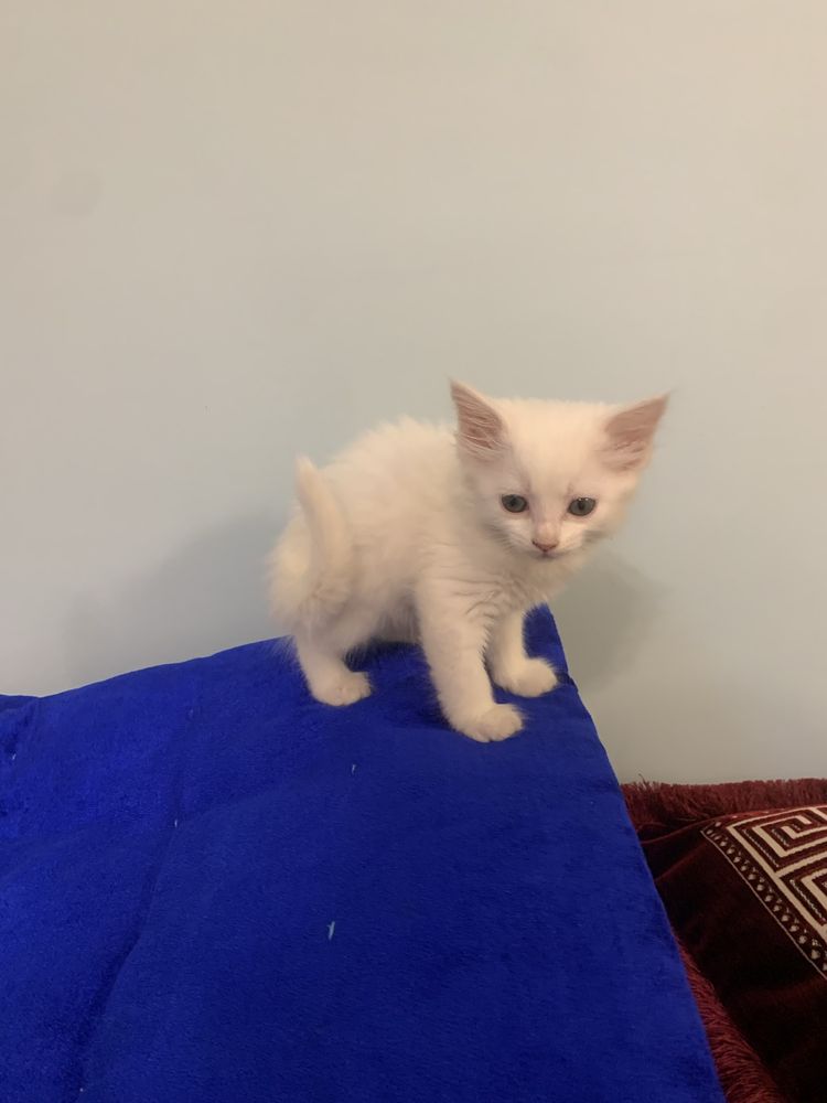 Кот мушук mushuk