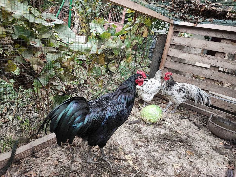 Cocoși Australorp de vânzare – 6 luni