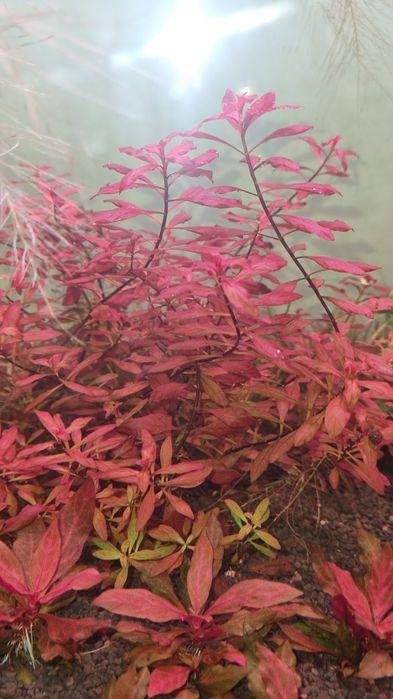 Аквариумни растения