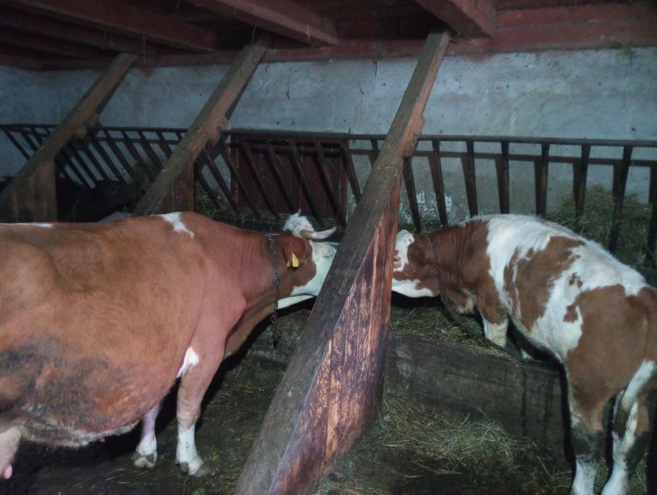 Vând vaca cu vitel de 4 luni Bălțata romaneasca