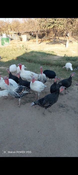 Kurka sotiladi srochna