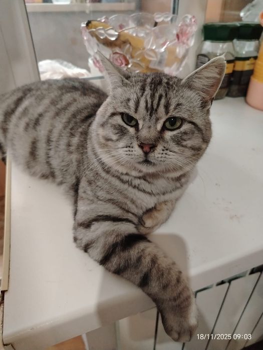 Котик  Шотландец