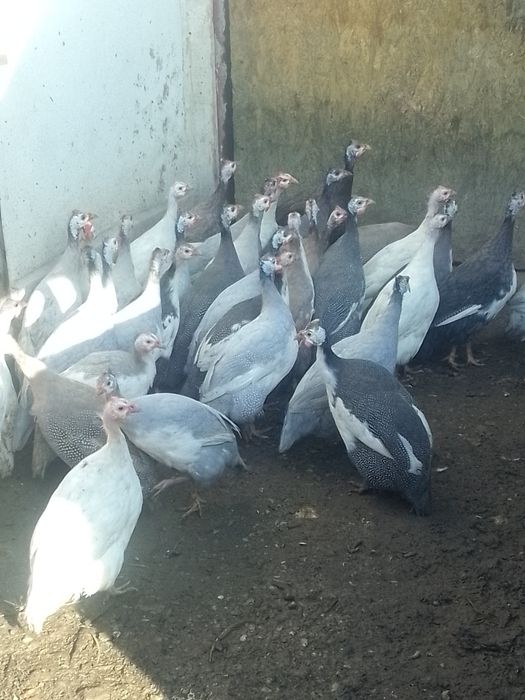 Bibilici diferite culori de vânzare