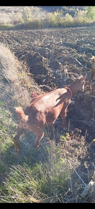 Vând 2 capre metiș mama si fiică gestante ambele trebuie sa fete!