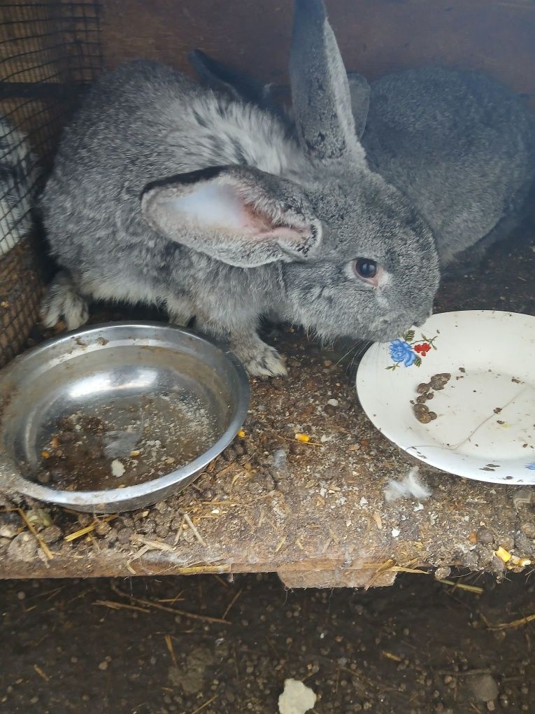 Iepuri de vânzare,,Marele Belgian" 100 de lei bucata în viu