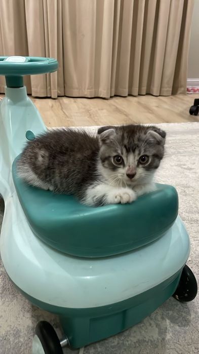 Котёнок шотландский висолухии