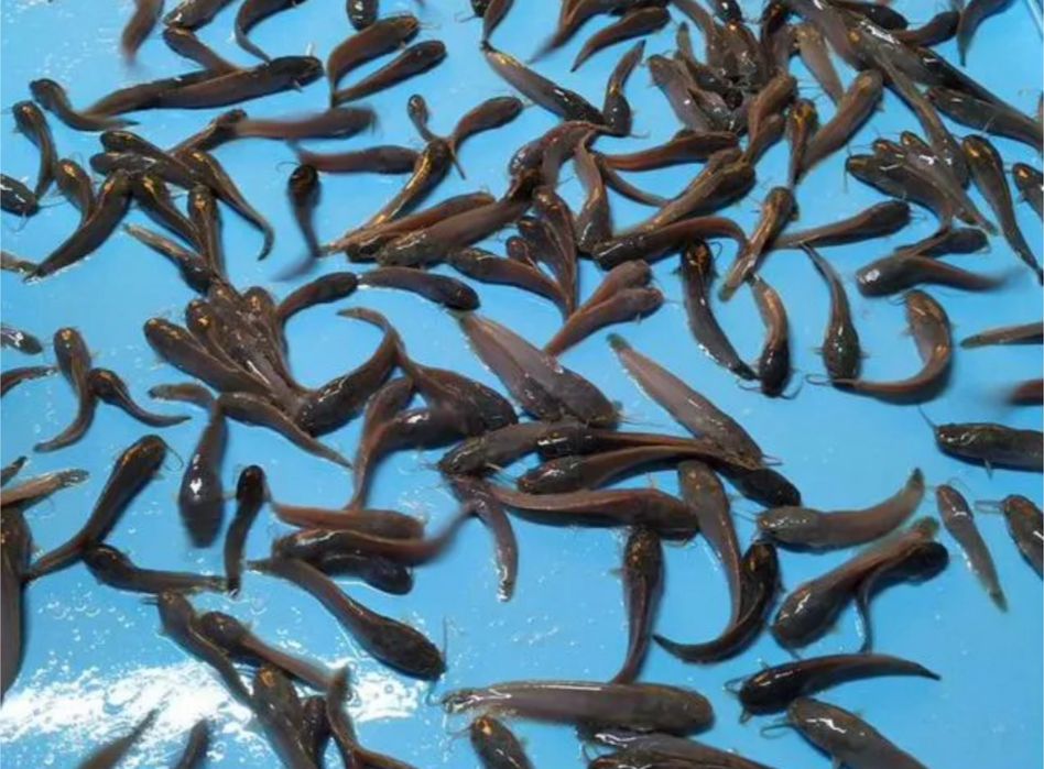 Малек африканского сома