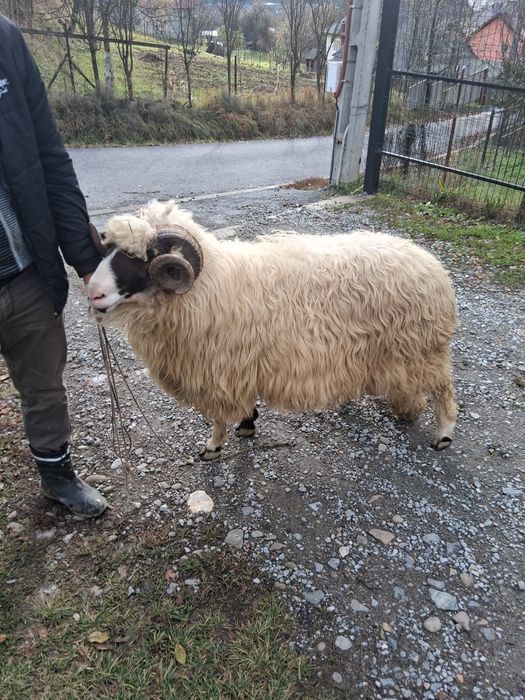 Berbec mior de vânzare